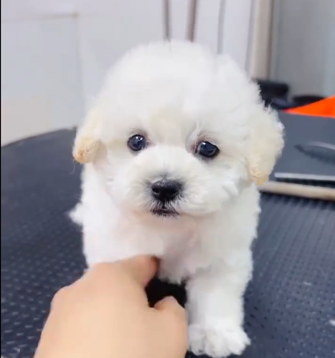 双血统、机灵可爱